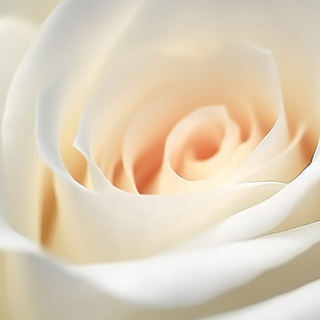 舒曼——簡(jiǎn)約風(fēng)