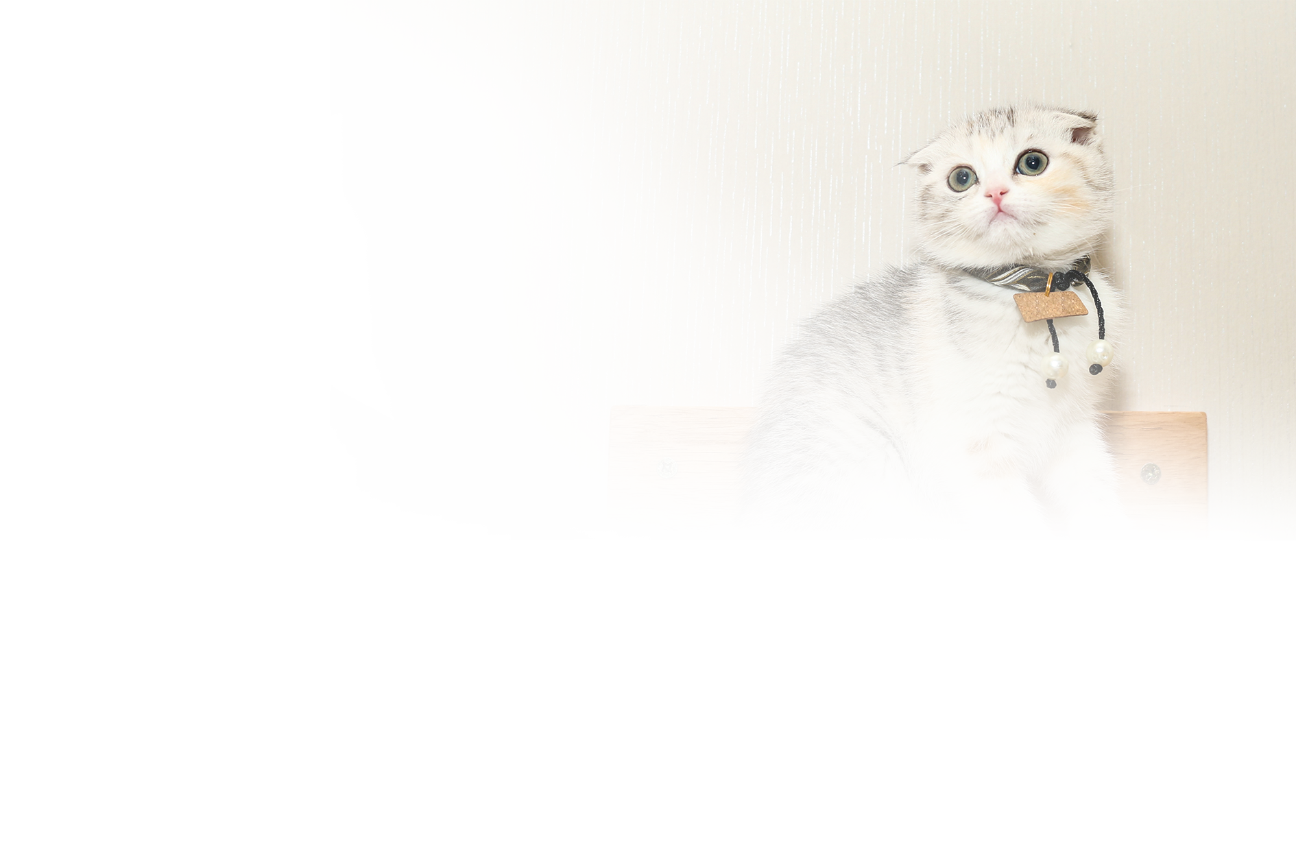 愛寵伴侶 吸貓無憂